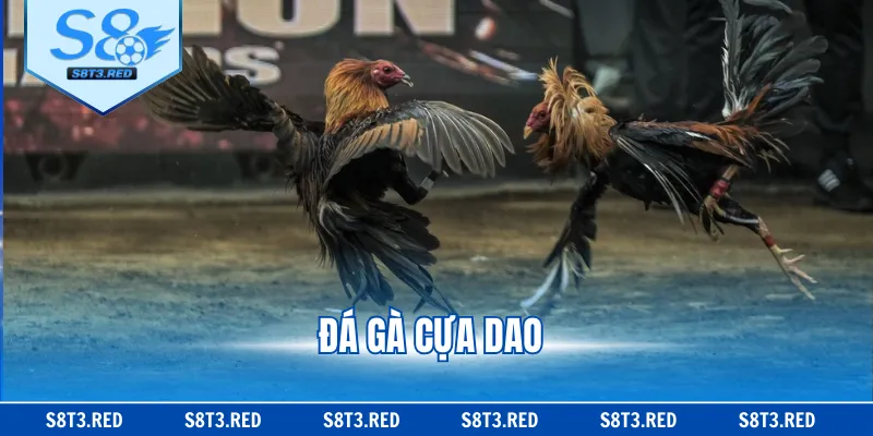 Đá Gà Cựa Dao - Cập Nhật Trận Đấu Kịch Tính, Căng Thẳng