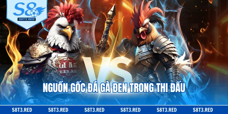 Nguồn gốc đá gà đen trong thi đấu